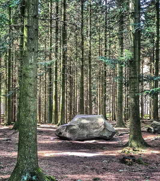Wälder auf Bornholm