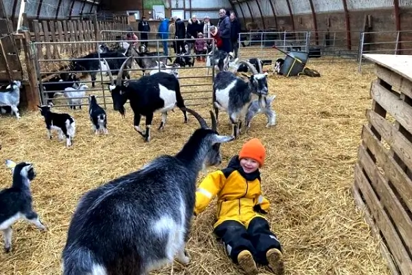 Lykkelund Gedemejeri og Besøgsgård