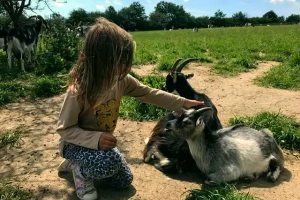 Lykkelund Gedemejeri og Besøgsgård Bornholm