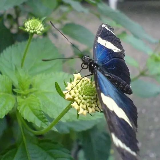 Sommerlunden – Schmetterlinge