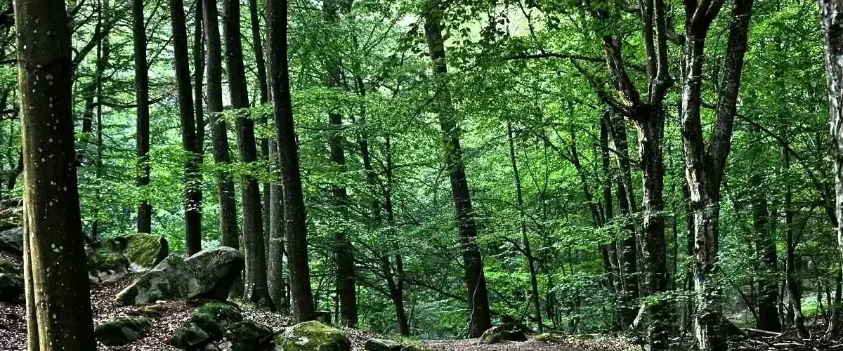 Forests on Bornholm-Almindingen
