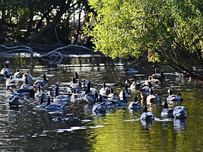 Tierwelt auf Bornholm – Vögel und Natur