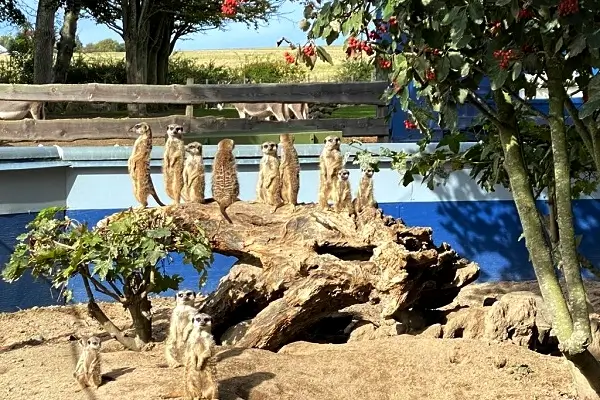 Brændesgårdshaven – Attraktionen