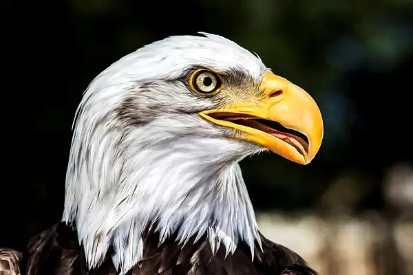 Bornholms Rovfugleshow Bornholm