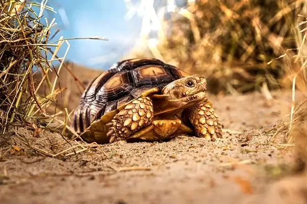 Bornholms Rovfugleshow